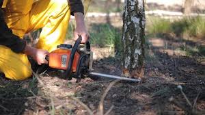 Best Tree and Shrub Care  in Clinton, WI